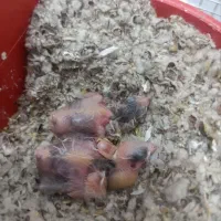 قناری باجوجه