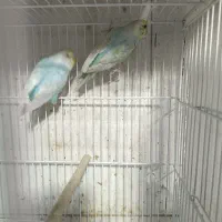 انواع مرغ عشق|پرنده|شیراز, گل سرخ|دیوار