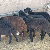 بره ماده قره قزل