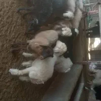 با سلام 6راس بره چاق و سبک به فروش میرسد|حیوانات مزرعه|مرودشت, مجد آباد|دیوار