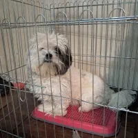 شیتزو نر ۹ ماهه، قابل معاوضه با طوطی ملنگو دستی