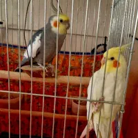 فروش عروس هلندی سخنگو