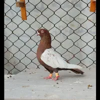 کفتر سینه سرخ نر مست بزن