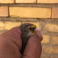 سهره ماده|پرنده|کرمان, |دیوار