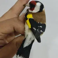 سهره هایه قدار و نمونه|پرنده|اردبیل, |دیوار