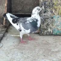 ابلغ ماده به شرط تخم و جوجه