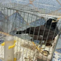 مرغ مینا|پرنده|زاهدان, |دیوار