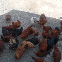 8 عدد مرغ جوان