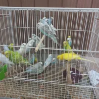مرغ عشق بالغ کار داده