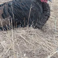 بوقلمون ارگانیک