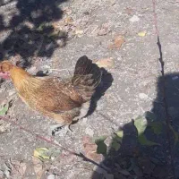 فروش مرغ و بارووک محلی