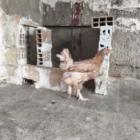 مرغ تخم گذار مرغ محلی برهما