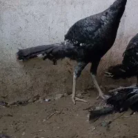 بوقلمون