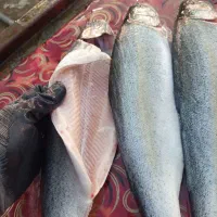 ماهی قزل الا|ماهی|خوش‌رودپی, |دیوار