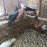 ۷عددکفتررنگی فروشی،افقانی،پاکستانی|پرنده|قرچک, قشلاق جیتو|دیوار