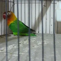 طوطی برزیلی نر میخوام