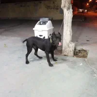 پیتبول اصیل نر