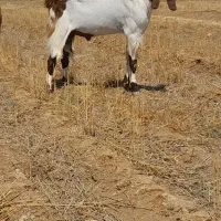 پازن پاکستانی
