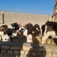 9راس گوساله فروشی