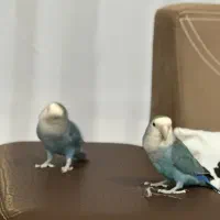 طوطی برزیلی جفت(دستی)