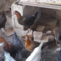 نوچه مرغ|حیوانات مزرعه|خمک, |دیوار