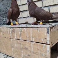 کبوتر سرخ آبادانی اصل اصل