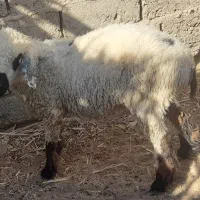 گوسفند ماده|حیوانات مزرعه|تیمور آباد, |دیوار