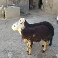 د وعددبره نرفروشی فقط تماس