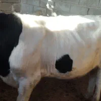 فروش گوساله