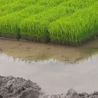 ۳۵ باکس  هاشمی