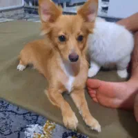 سگ پامر روباهی و توله روباهی خرسی|سگ|پاکدشت, پاکدشت (مامازند)|دیوار