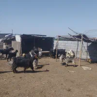 بز و بیگ و قوچ