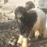 بره تخمی|حیوانات مزرعه|میانکوه, |دیوار