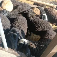 بره نروماده کیلو ۳۶۰|حیوانات مزرعه|تاکستان, |دیوار