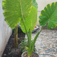 گل بابا آدم ۴ عدد|گل و گیاه طبیعی|قائمشهر, |دیوار