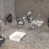 مرغ گلین|حیوانات مزرعه|لاران, |دیوار