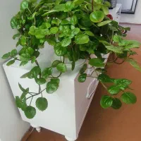 گل سانسوریا