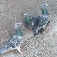 3عدد کبوتر نر|پرنده|تایباد, |دیوار