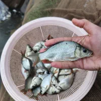 انواع بچه ماهی کپور آمور گرمابی|ماهی|تهران, ترمینال غرب|دیوار