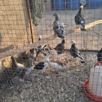 کفتر جوان|پرنده|طرقبه, |دیوار