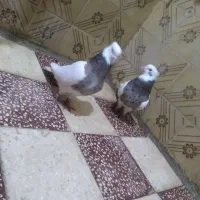 یه جفت کبوتر طوقی|پرنده|قزوین, |دیوار