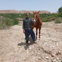 اسب ماده|اسب و تجهیزات اسبسواری|بجنورد, |دیوار