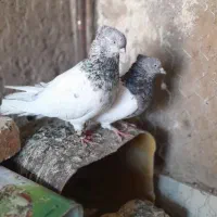 کبوتر دو جفت کله و مخمل|پرنده|شیراز, قلعه نو|دیوار