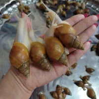 حلزون پرورشی نژاد آفریقایی آچاتینا فولیکا آلبینو