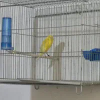 قناری سرخ و طلایی