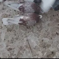 کبوتر گمشده