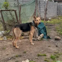 واگذاری ژرمن شپرد نروماده|سگ|رشت, رشتیان|دیوار