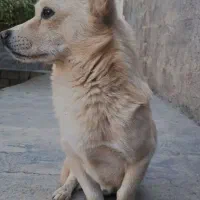 کاه خرمن‌کوب