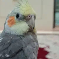 عروس هلندی ۵ ماهه سخنگو