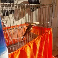 سره قناری بخون|لوازم جانبی حیوانات|پاکدشت, پاکدشت (مامازند)|دیوار